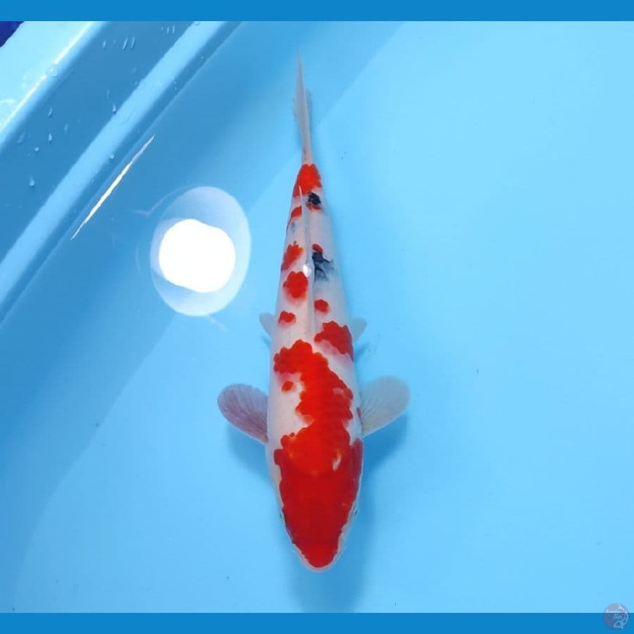 SANKE 32 CM - FEEMALE