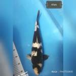 Shiro 50Bu deep black