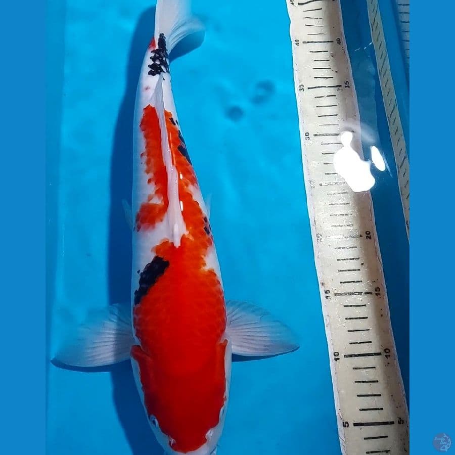 SHOWA 42 CM JANTAN
