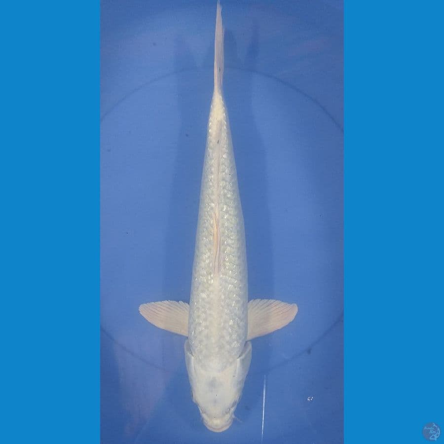 Platinum 40cm/Unknown