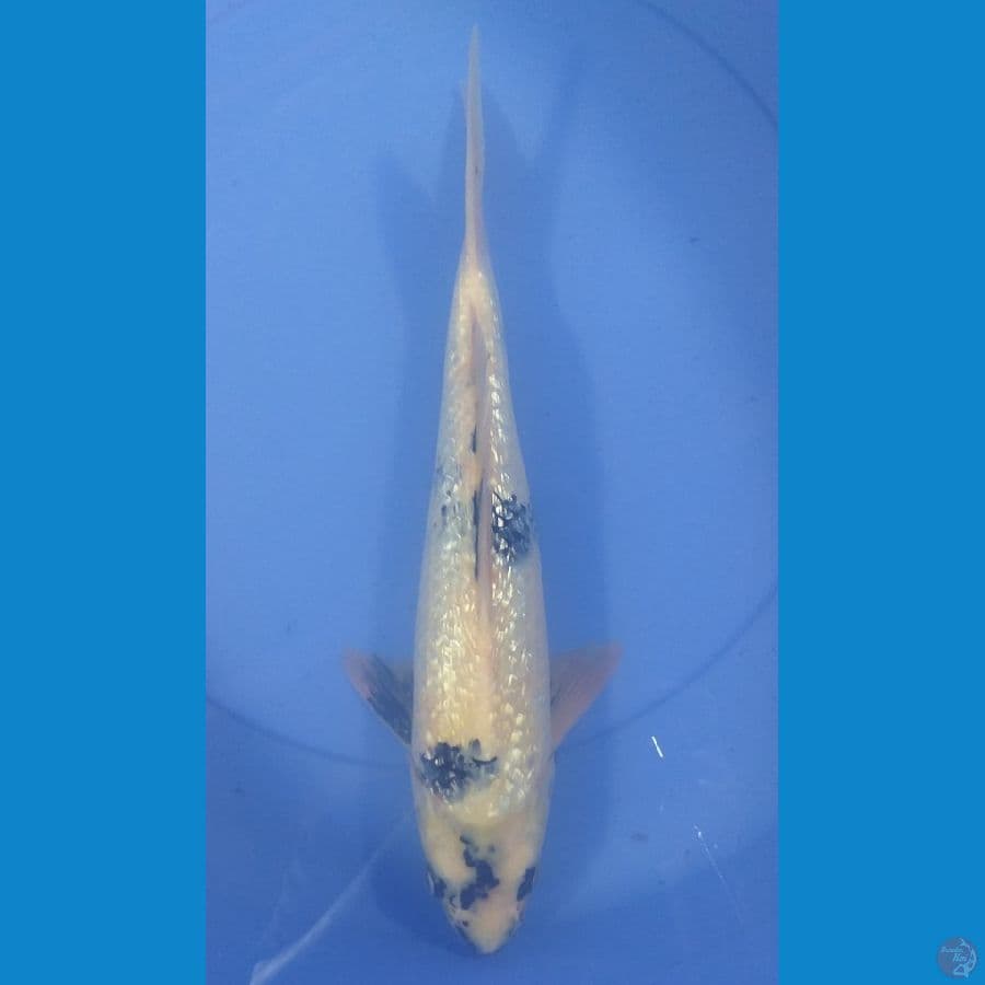 Shiro Ginrin 35cm/Unknown
