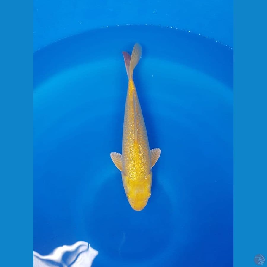Karasi fuull ginrin 30cm calon jumbo