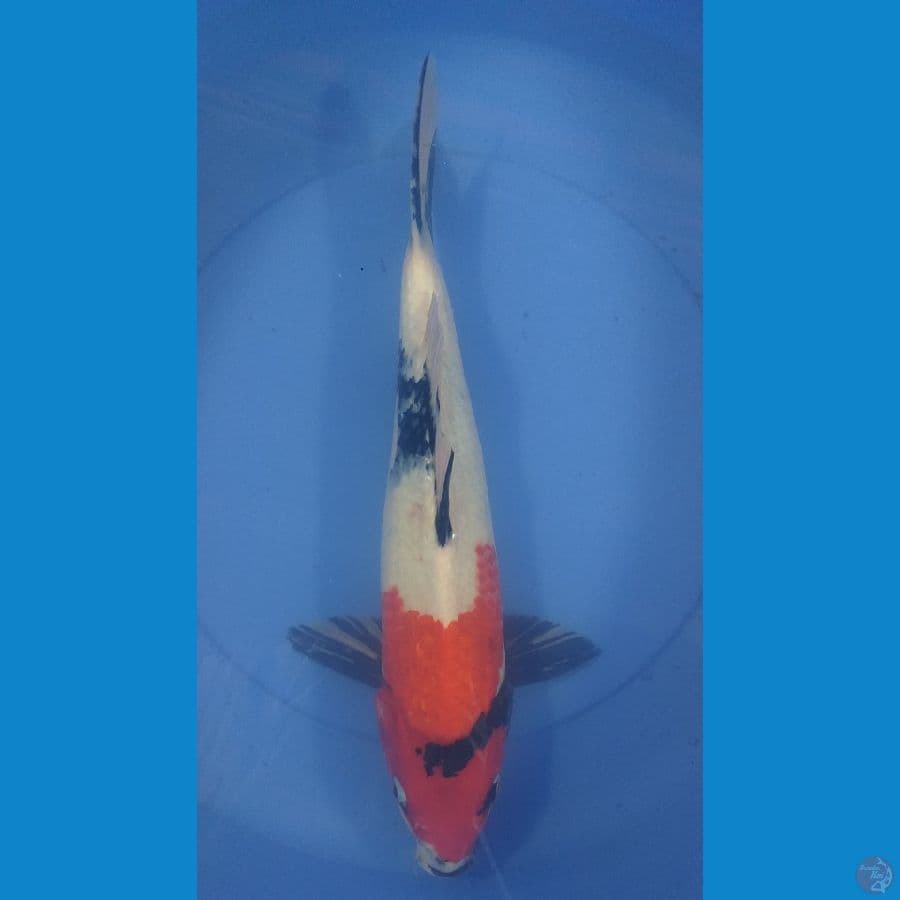 Showa 40cm/Unknown