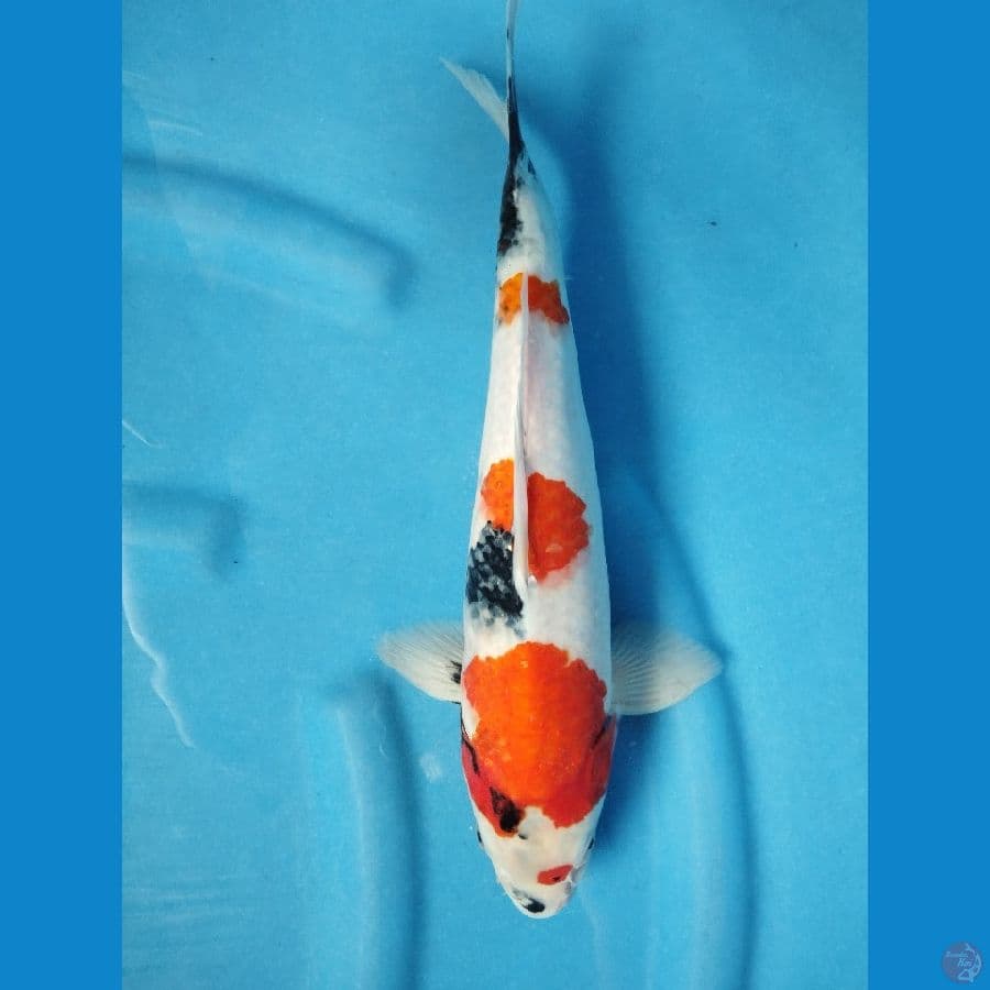 showa 35cm