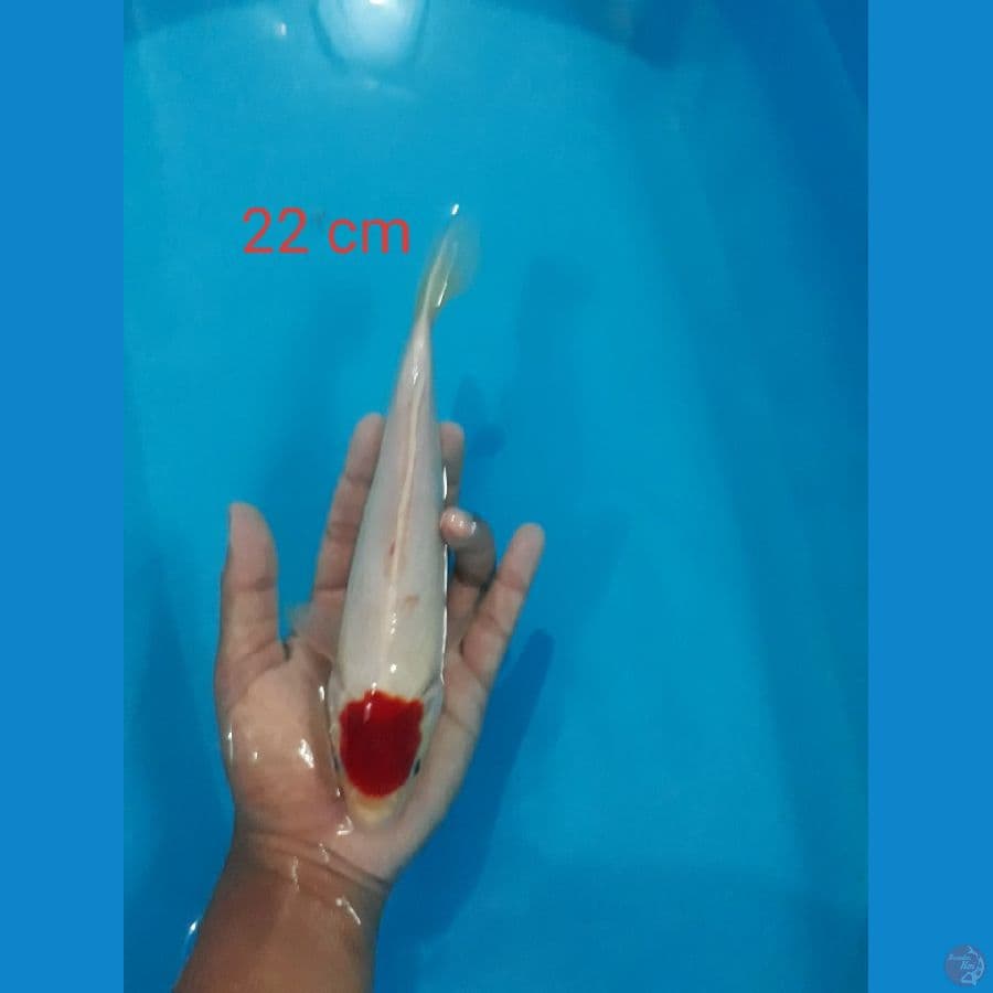 Tc kohaku