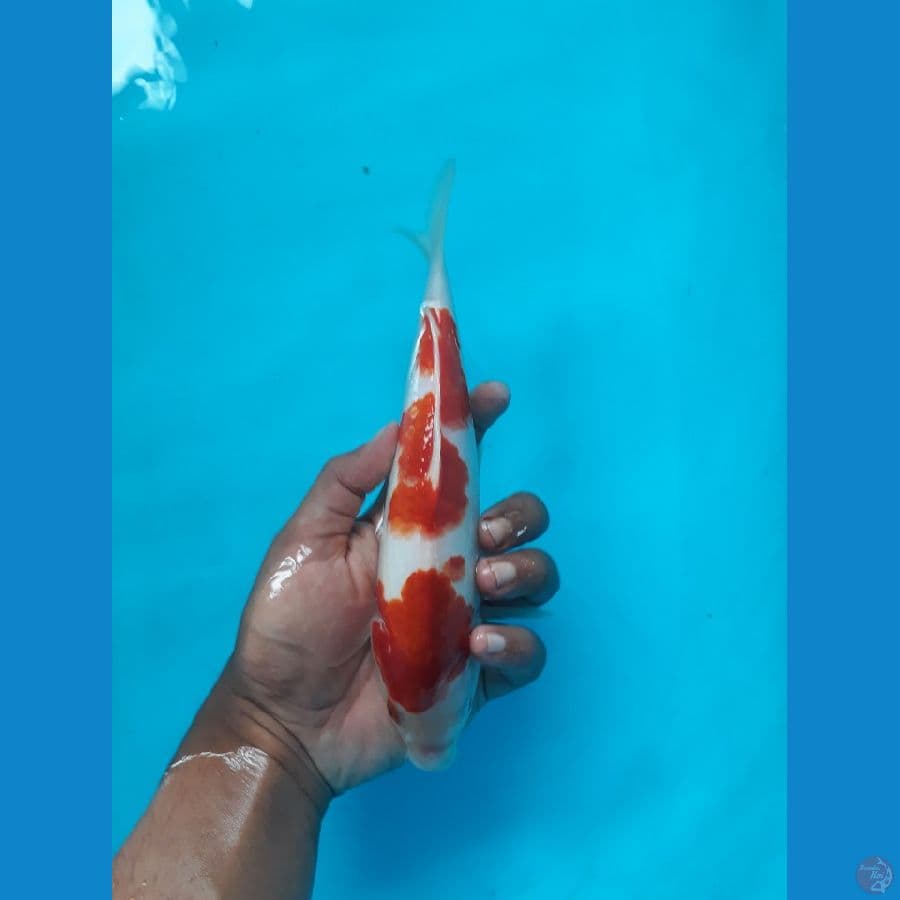kohaku 
