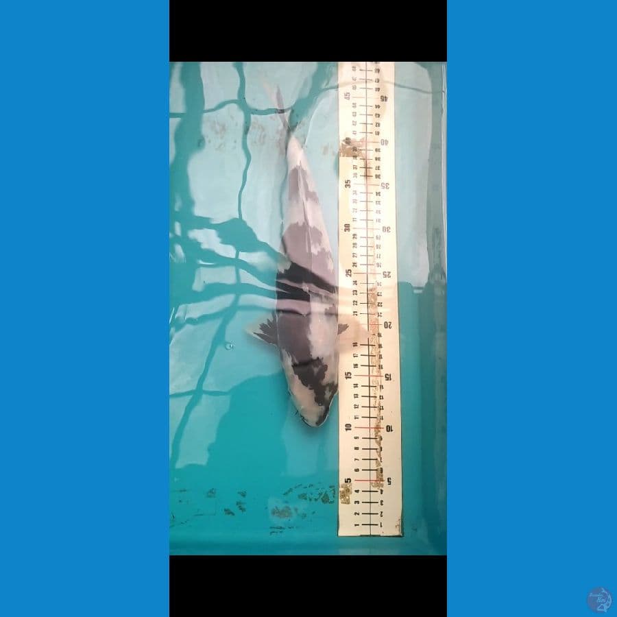 Shiro 35cm Skin Putih Salju HQ