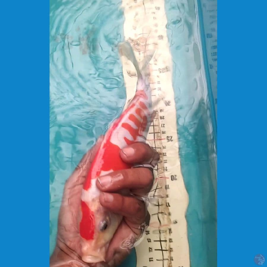 Kohaku Doitsu 21cm Lafads