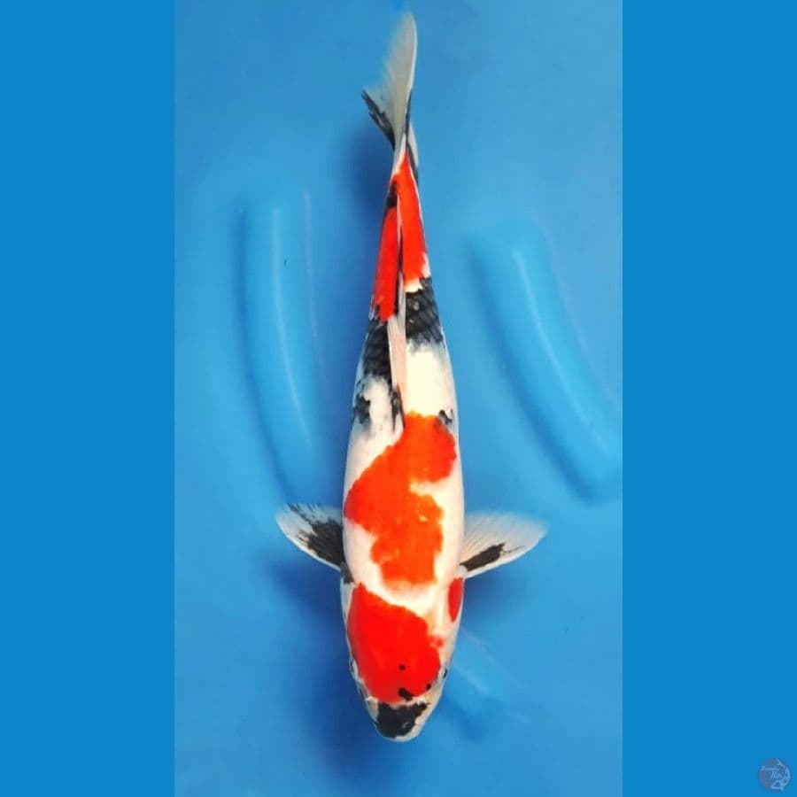 Showa 36cm