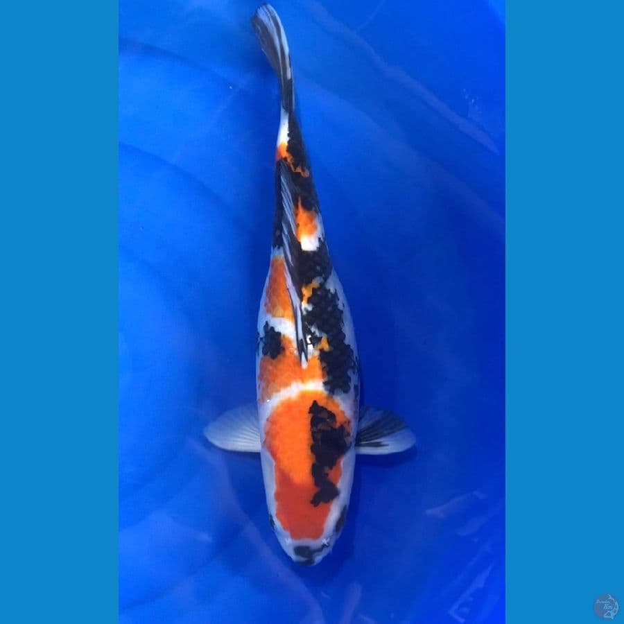 SHOWA SHANSOKU 47CM/ FM