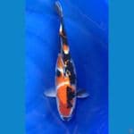 SHOWA SHANSOKU 47CM/ FM