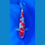 F1 GOSHIKI SAKURA 45CM/ MALE