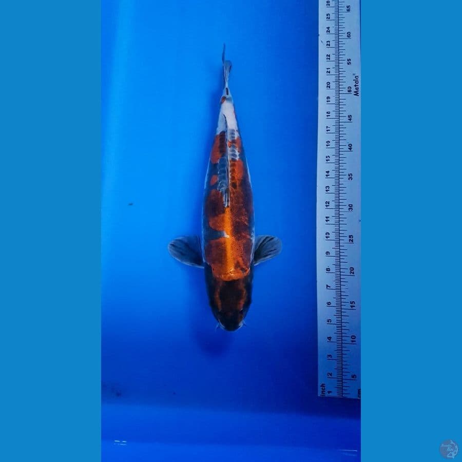 KIKO F46 CM 
