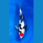 TANCHO SHOWA 31CM/ MALE