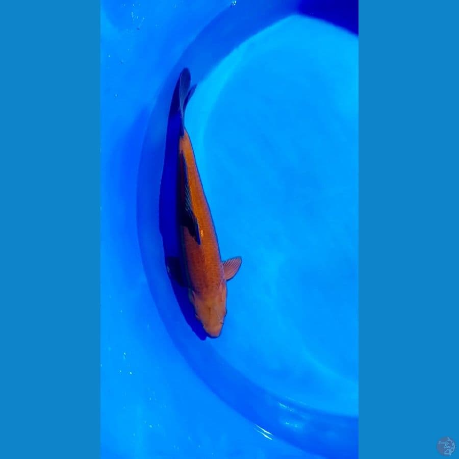 cagoi tembaga 43 cm punduk
