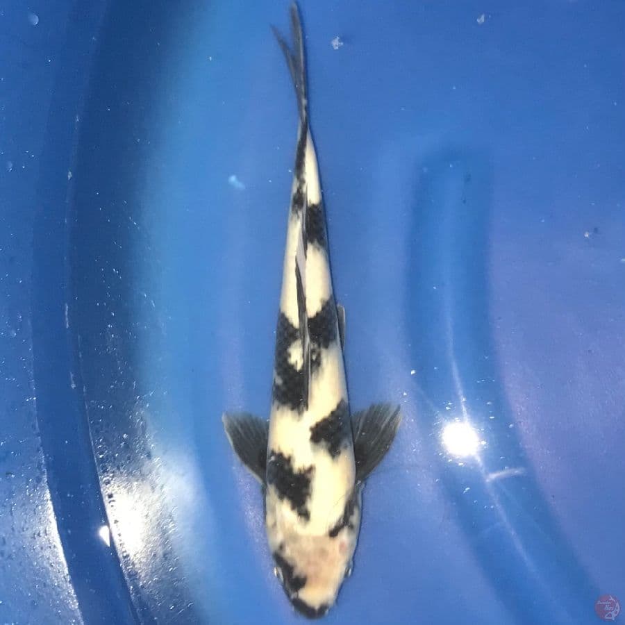 shiro utsuri 35BU