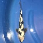 shiro utsuri 35BU