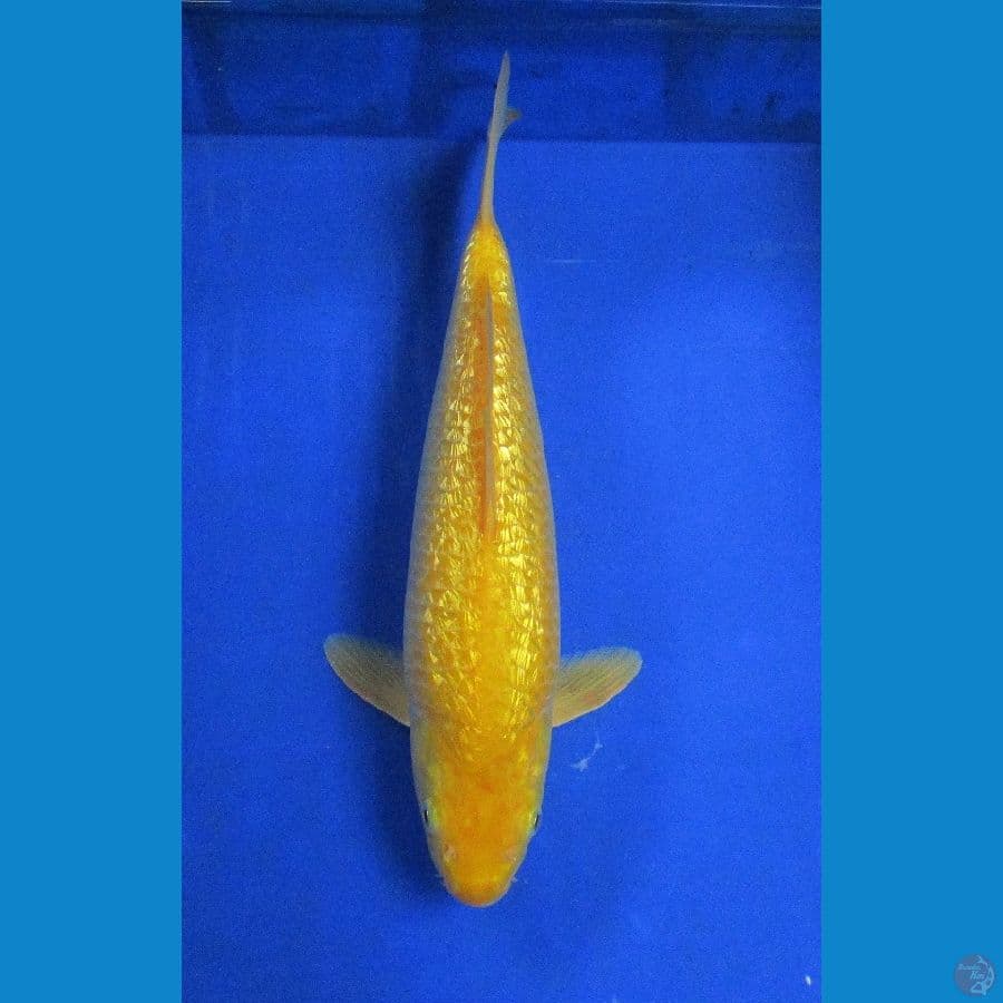 karashi ginrin ±35cm red eye's