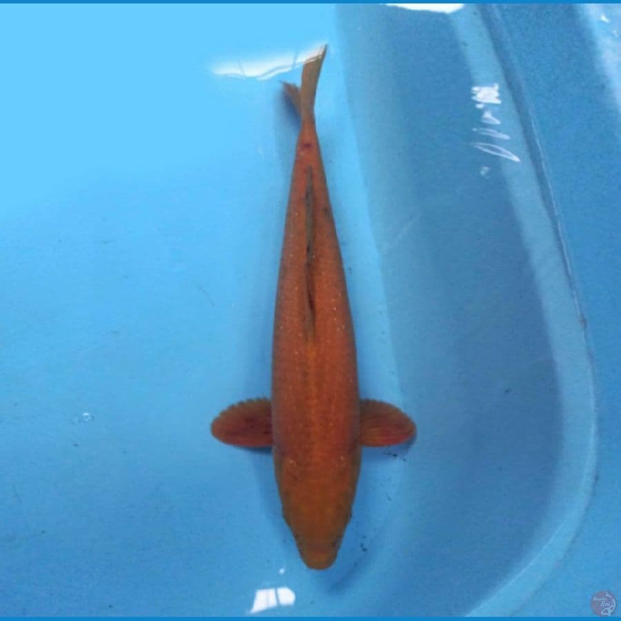 Chagoi 43 cm
