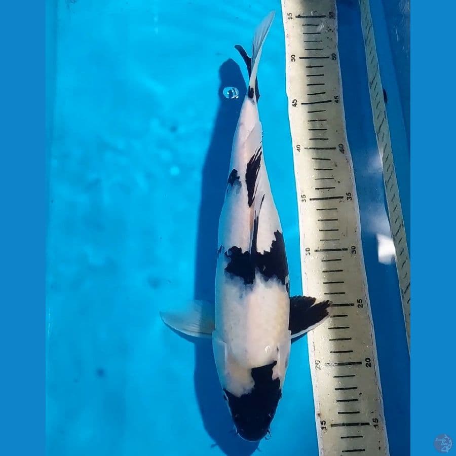 SHIRO 37 CM