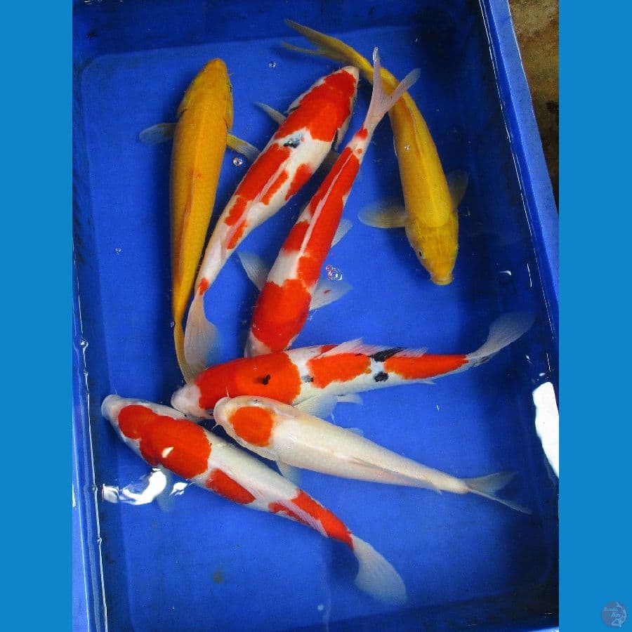 paket ±35bu