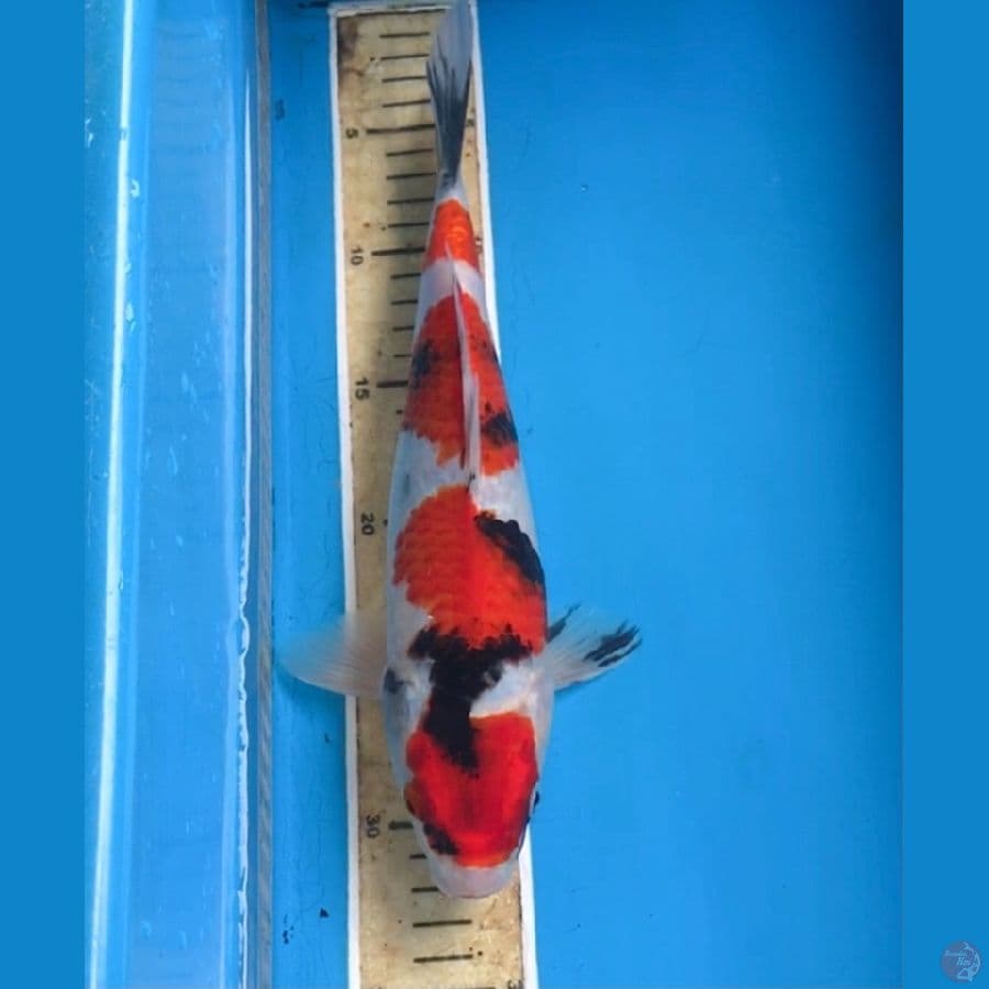 maruten showa 30cm