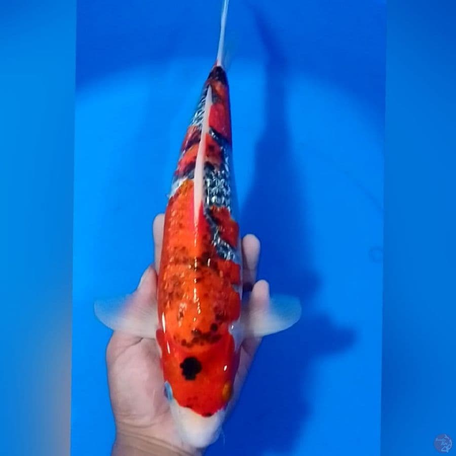 GHOSIKI GINDRIN 37CM