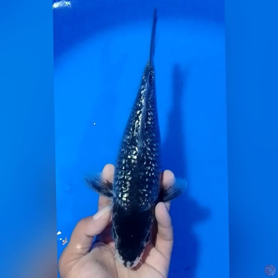 BLACK GINDRIN 29cm