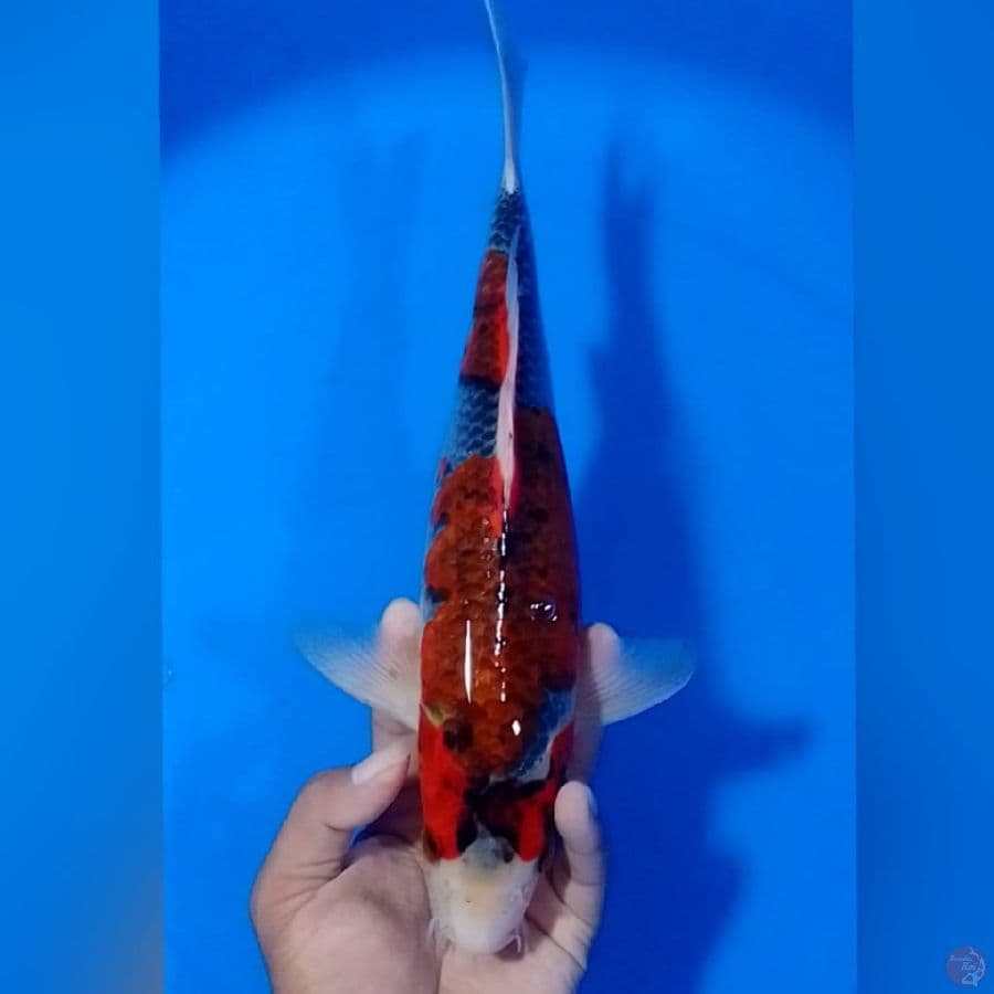 GHOSIKI 34CM