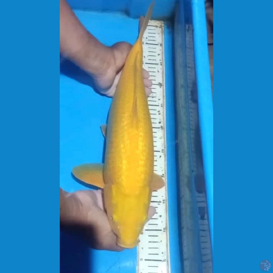 KARASI GINRIN SUPER PUADAT 50 cm