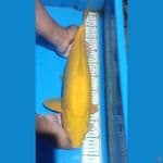 KARASI GINRIN SUPER PUADAT 50 cm 