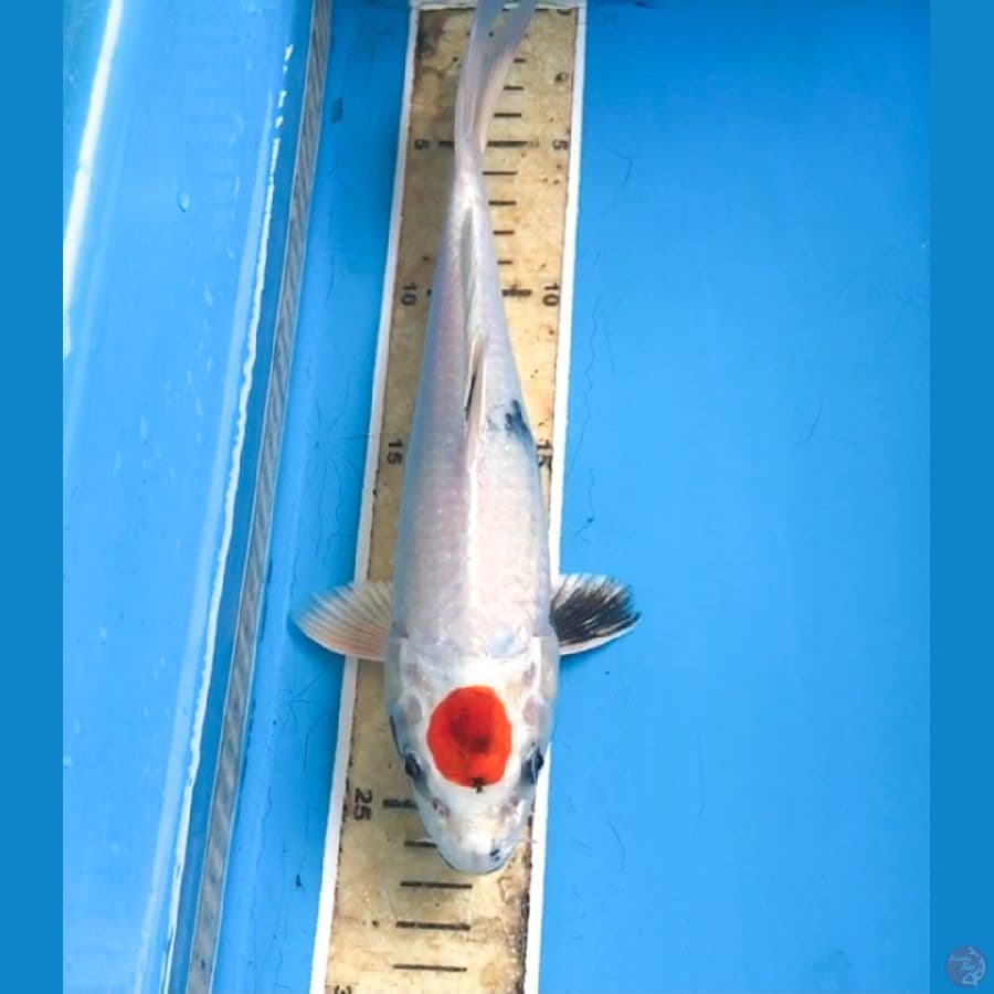 tancho showa hikari 25cm