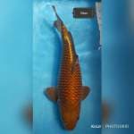 Chagoi tembaga 55cm bulky istimewa