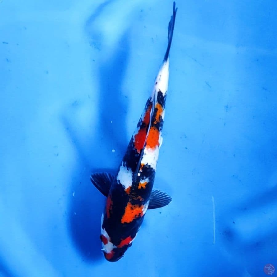 26CM # SHOWA TOP - F