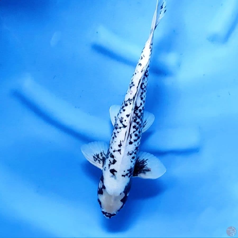 35CM # MATSUKAWABAKE - M