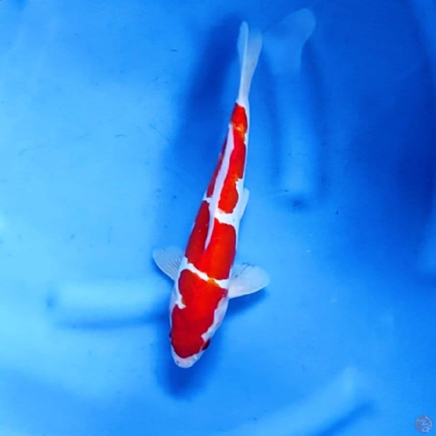 28CM # DOITSU KOHAKU - M