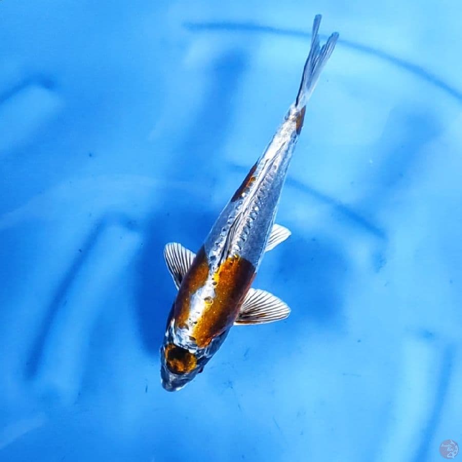 30CM # MARUTEN METALIK - F