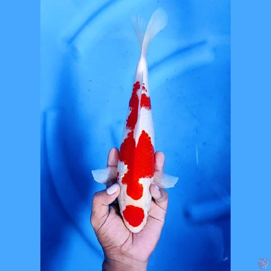 30CM # MARUTEN KOHAKU - M