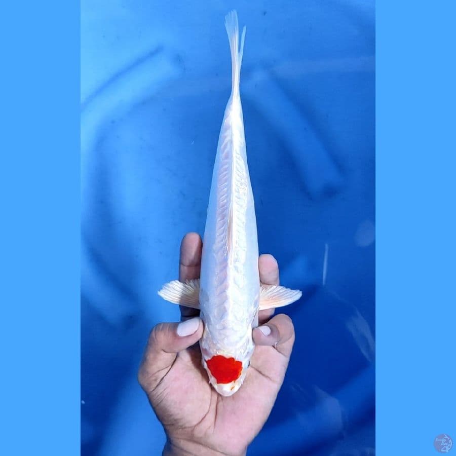 27CM # TANCHO DOITSU HIKARI - F