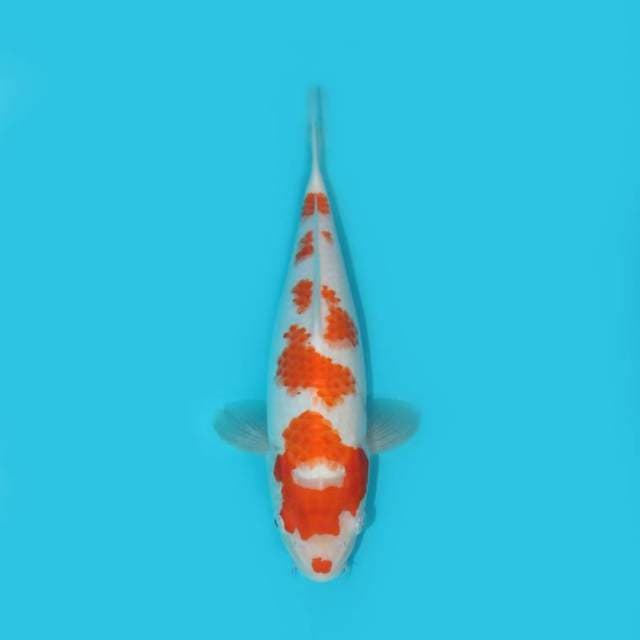 KOHAKU 30 CM