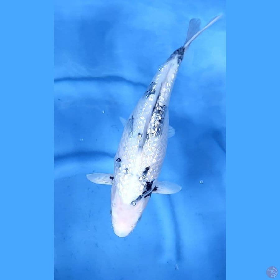 33CM # SHIRO GINRIN TATEGOI - F