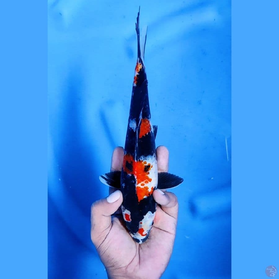25CM # SHOWA SUMI MANTAP - F