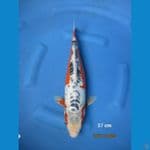 SHUSUI 37 CM