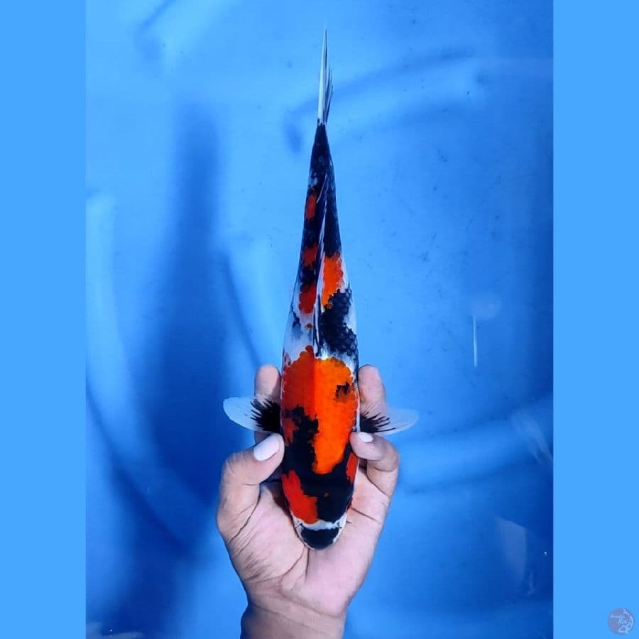 32CM # SHOWA KEREN - F