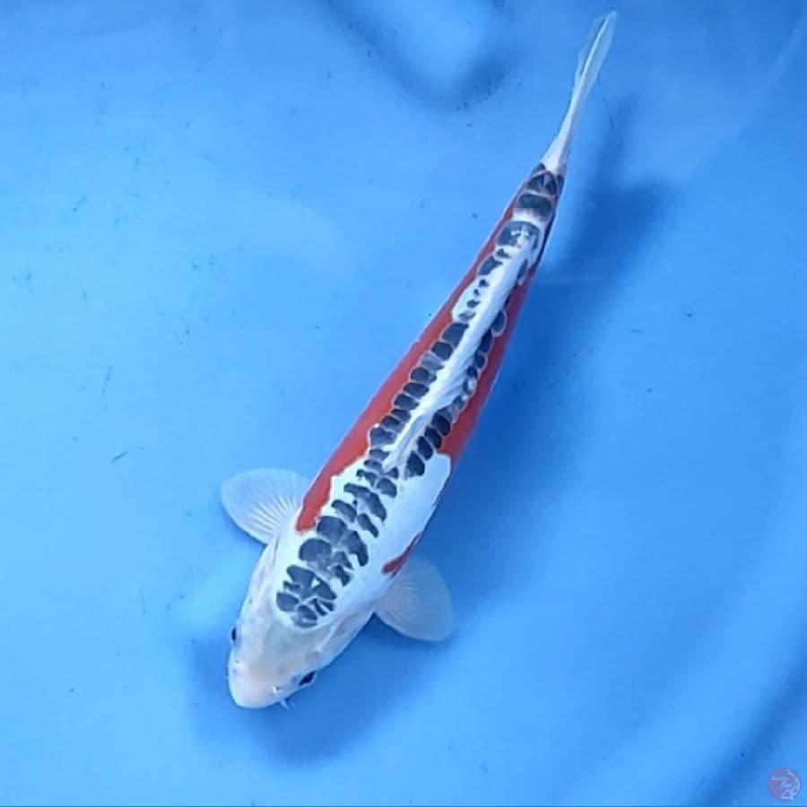 26CM # HANA SHUSUI HALUS - M