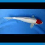 TANCHO ORIGINAL 31 CM