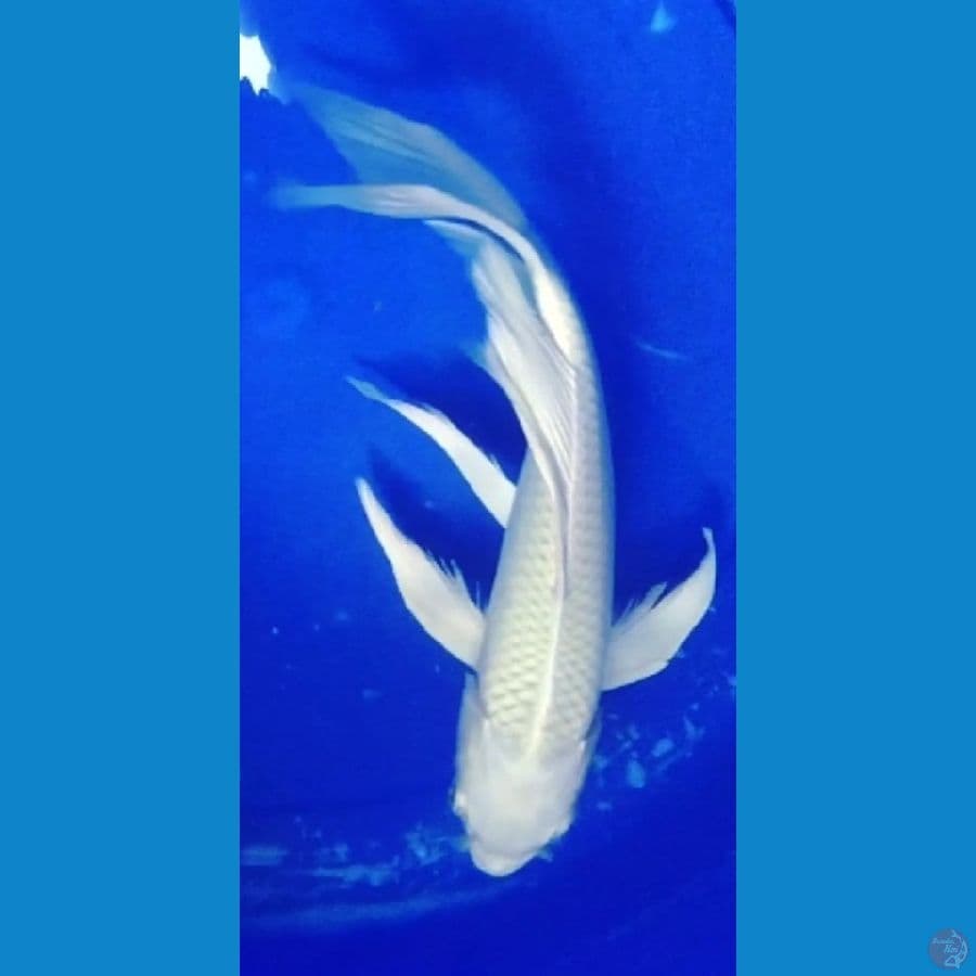 kumpay platinum jantan 30cm mulus