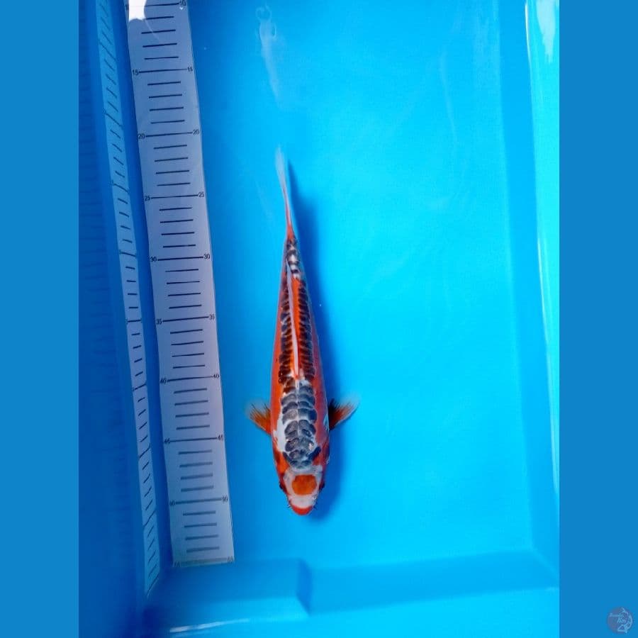 29Cm #Tancho Shusui