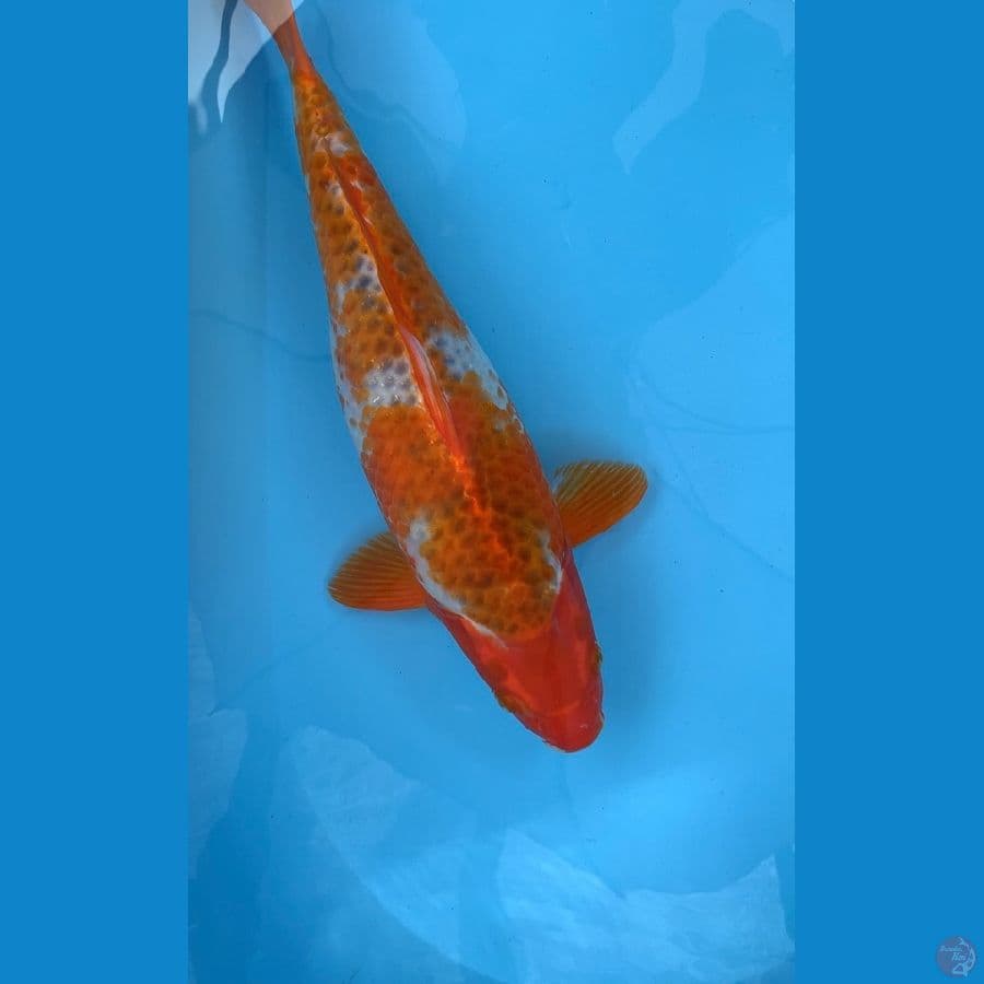 redkuper 42cm 