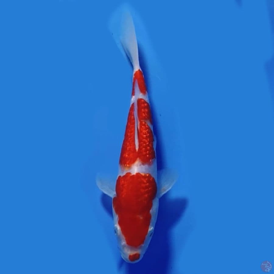 SANDAN KOHAKU GINRIN 20/MALE
